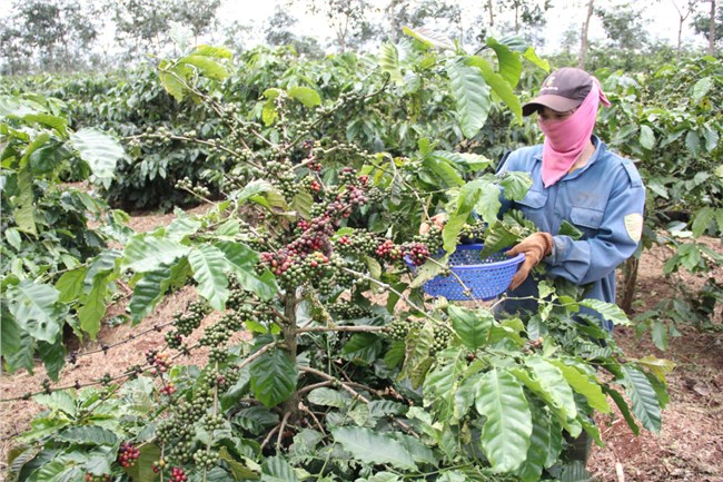 Thích ứng an toàn, cà phê Tây Nguyên tiếp tục nâng cao giá trị (23/11/2021) 